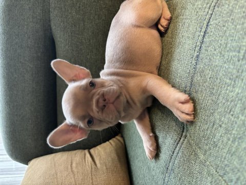 Blue erkek french bulldog yavru