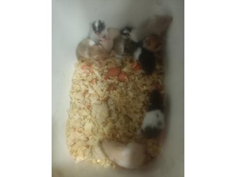 Yavru hamsterlarımız