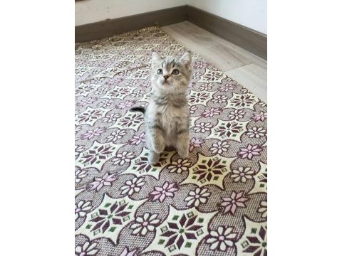 Cana yakın sevimli british shorthair dişi ve erkek