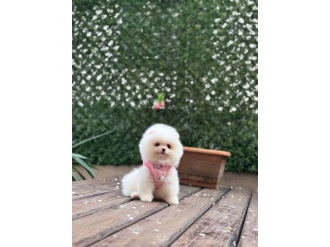 Pomeranian boo prenses bebek