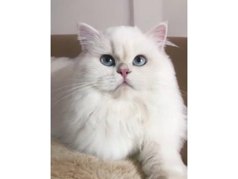 Safkan british longhair yavrular (lacivert göz rengi)