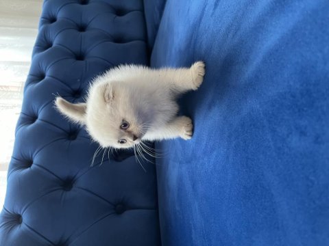 Bebek yüz scottish fold blue point yavrularımız a kalite
