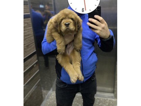 55 günlük tibet mastiff yavru dişi kahverengi
