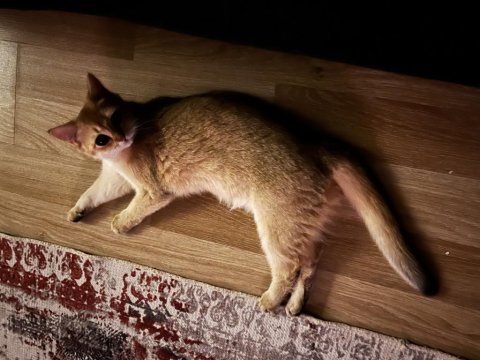 Dişi golden ny 11 british shorthair