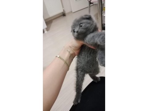 Scottish fold yavru kedimiz