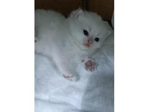 Safkan minik kediler