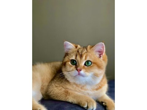 British shorthair