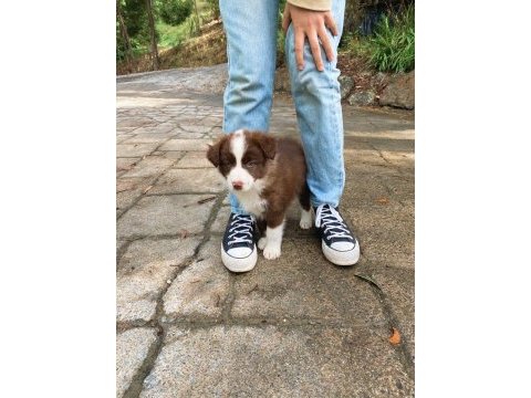 Border collie bebekler teslime hazır