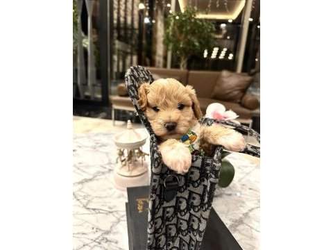 Özel f2 maltipoo bebeklerim