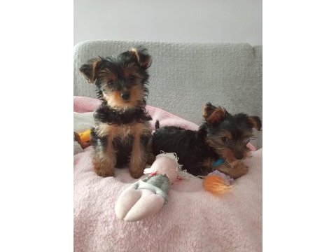 Çok tatlı yorkshire terrier yavruları