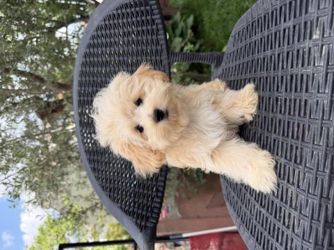 Mini maltipoo yavru