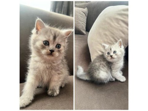 British shorthair yavrular
