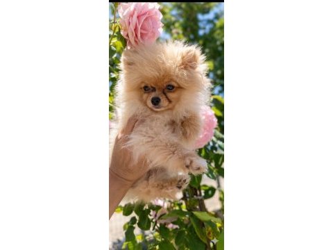 Mikro teacup sarışın güzeli pomeranian boo