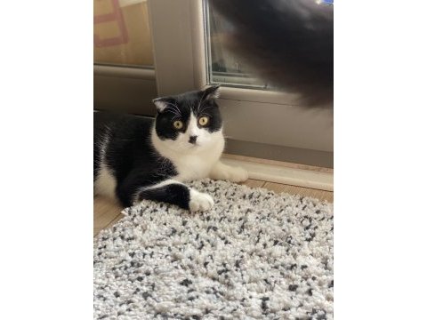 Scottish fold smokin