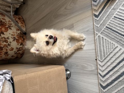Aşısı tam güzel pomeranian