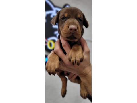 Safkan ırk garantili doberman yavrular