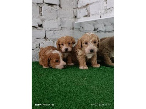 Maltipoo yavrularımız