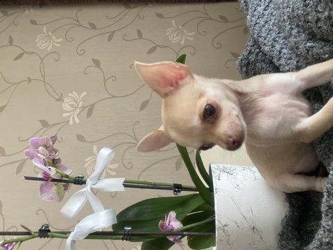 Son 3 chihuahua bebek acil
