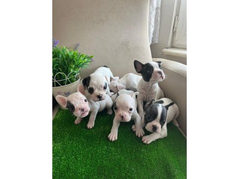 Fransız bulldog yavrularım