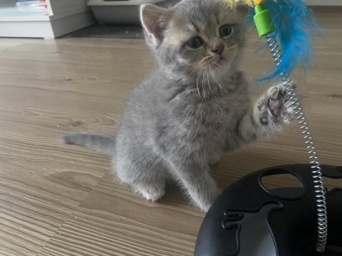 Yavru british shorthair