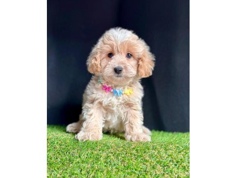 Maltipoo mix ırk yavrular