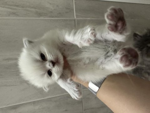 Scottish fold tontişlerim