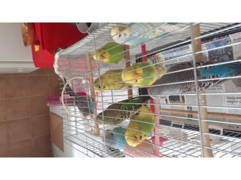 Çok sağlıklı muhabbet kuşu ev kuşları