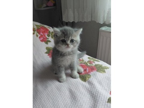 Nisan doğumlu yavru kedimiz
