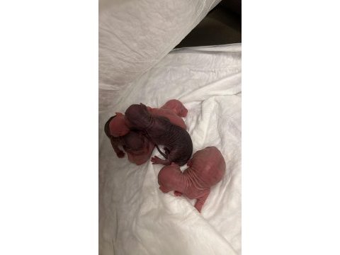 Sfenks yeni doğdular 3 dişi 3 erkek