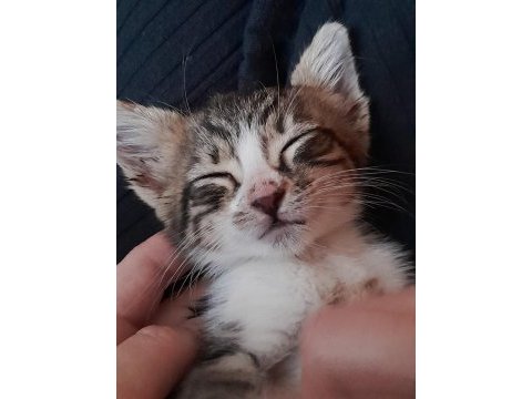 1 aylık tatlı oyuncu yavru tekir