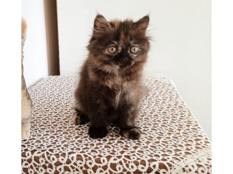 Son 1 yavru persian