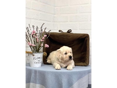 Golden retriever adrese teslim hizmetimiz vardır