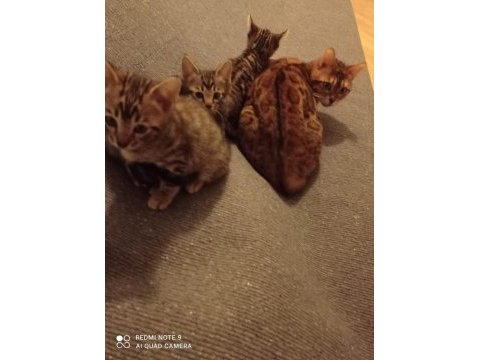 Bengal kedisi yavruları