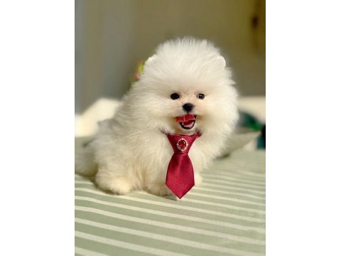 Mini boy ayıcık pomeranian boo