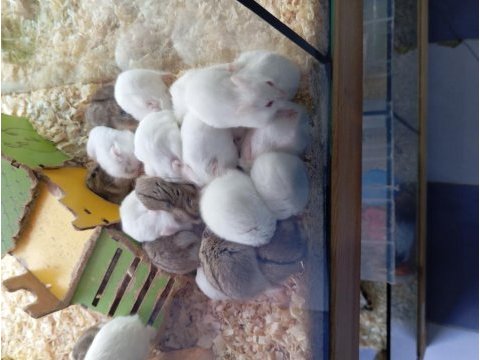 Yavru hamsterlar