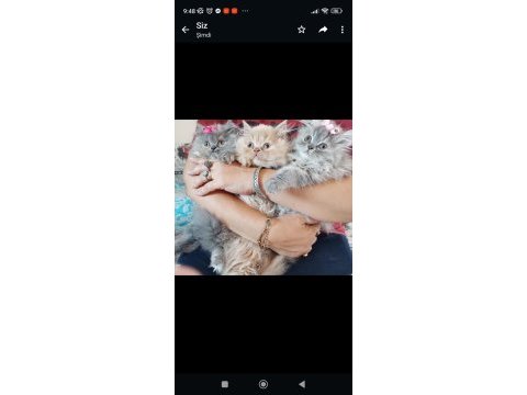 Yok boyle tatlılık saf kan iran yavrularımız