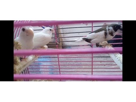 Yavru makineleri bengal ispinoz finch