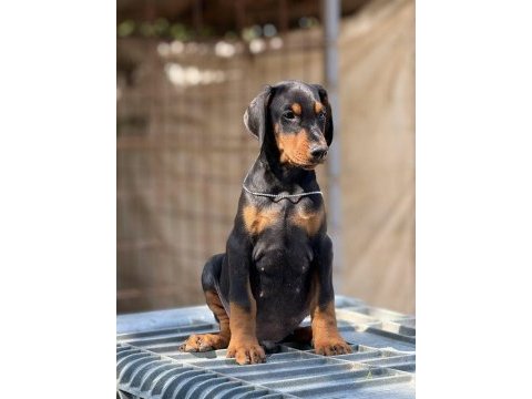 Ölüm gibi bişi doberman köpekler