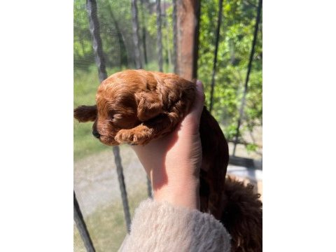 Toy poodle yavrular
