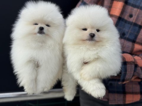 Petmode köpek çiftliğinden hazır 5 adet pomeranian 