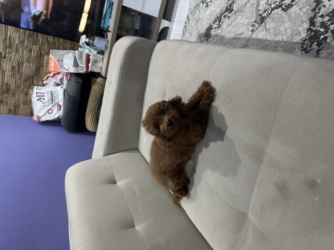 4 aylık poodle uyguna verilecektir