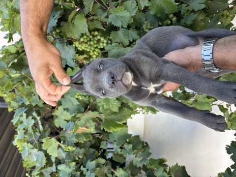 Blue cane corso bebekler