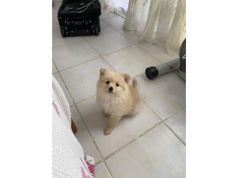 Pomeranian bebek yavru
