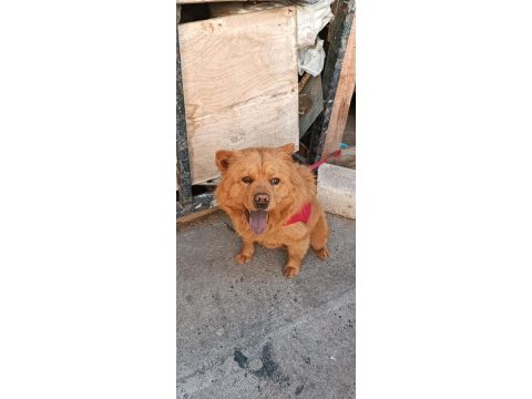 Çok akıllı ve evcil çin aslanı