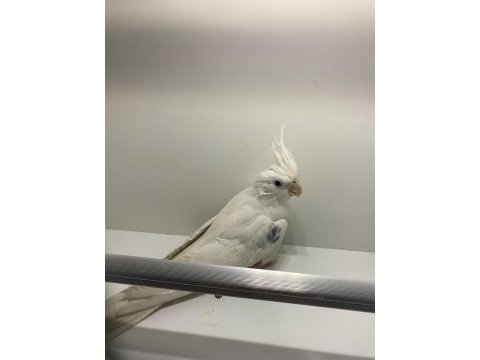 Bembeyaz wi-fi kırmızı göz sultan papağanı