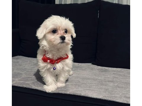 Minik maltese bebeğim yuva arıyor