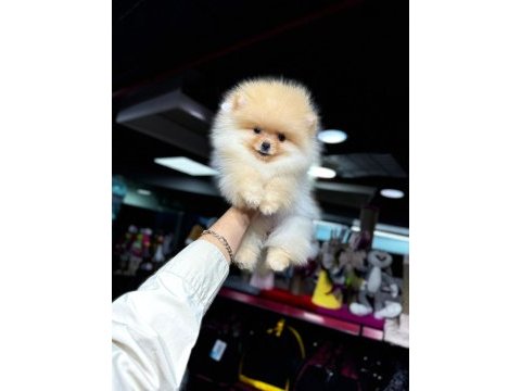 Pomeranian bebekleri