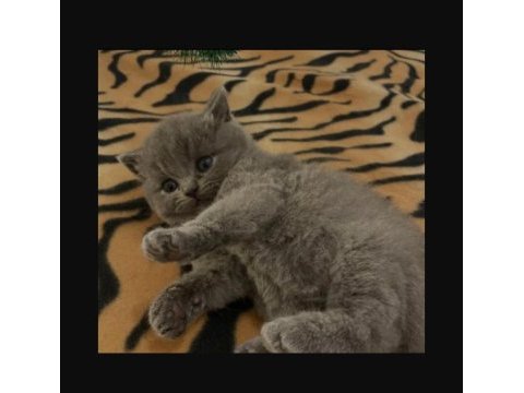 British shorthair 3 yavrum