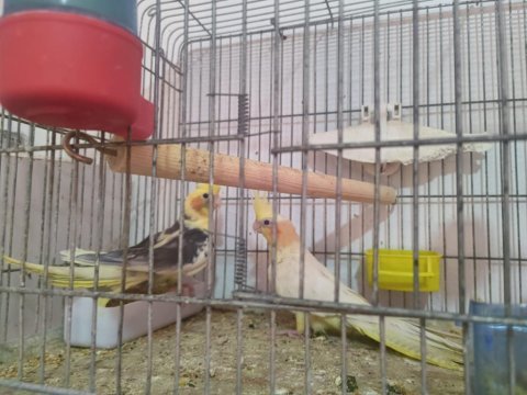 10 numara bakıcı takım sultan papağanı