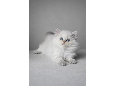 Anne baba şecereli golden british longhair yavrularımız
